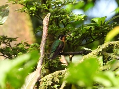 Lampornis