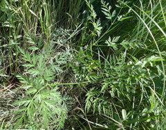 Conioselinum gmelinii