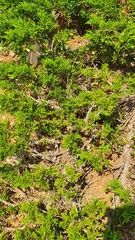 Juniperus sabina