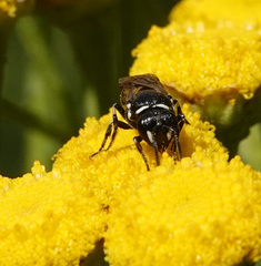 Hylaeus nigritus