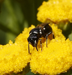 Hylaeus nigritus