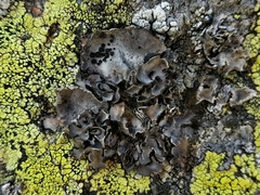 Umbilicaria crustulosa