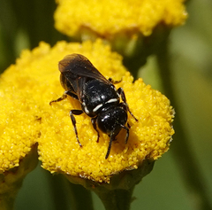 Hylaeus nigritus
