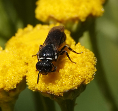 Hylaeus nigritus