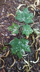 Acer platanoides