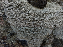 Pertusaria corallina