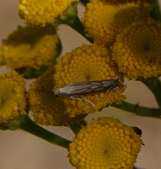 Isophrictis striatella