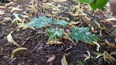 Acer platanoides