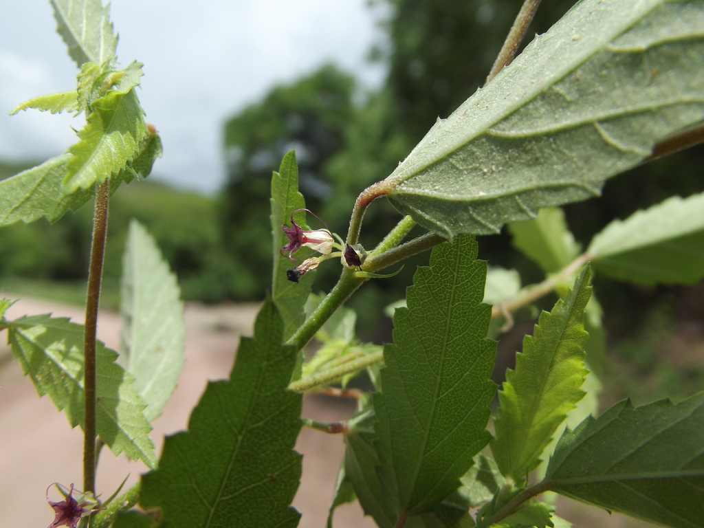 Ayenia reflexa