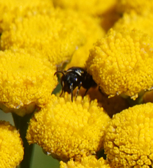 Hylaeus nigritus