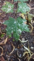 Acer platanoides