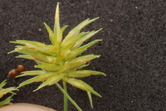 Cyperus retroflexus