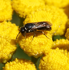 Hylaeus nigritus