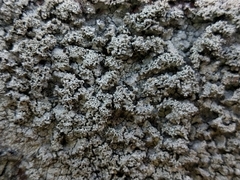 Pertusaria corallina