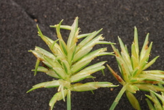 Cyperus retroflexus