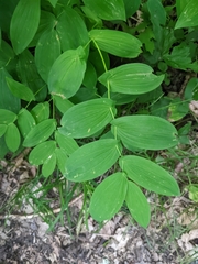 Uvularia grandiflora