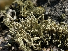 Ramalina capitata