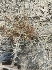 Tetradymia nuttallii