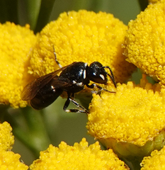 Hylaeus nigritus