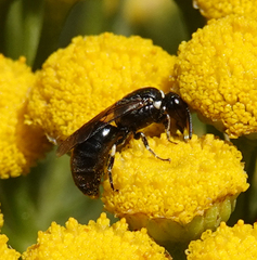 Hylaeus nigritus