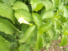 Tabernaemontana tomentosa
