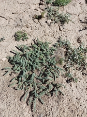 Oxytropis microphylla