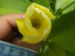 Tabernaemontana tomentosa