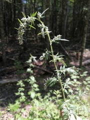 Media resource of Artemisia vulgaris