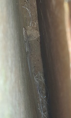 Lygodactylus ocellatus