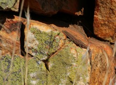 Lygodactylus ocellatus