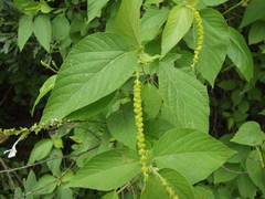 Acalypha cincta