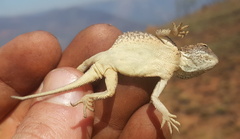 Agama aculeata distanti