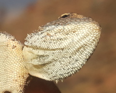 Agama aculeata distanti