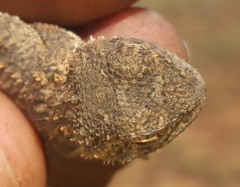 Agama aculeata distanti