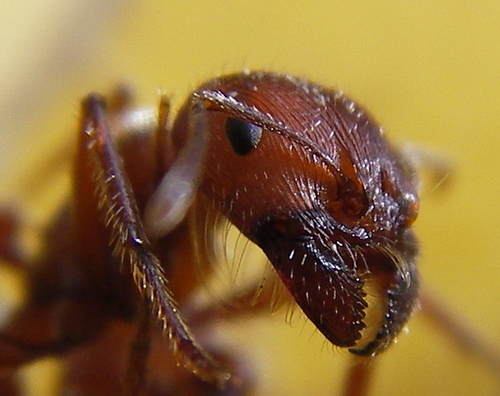 Red Harvester Ant