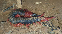 Cormocephalus nitidus