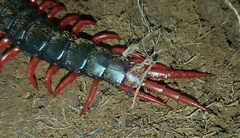 Cormocephalus nitidus