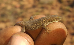 Lygodactylus ocellatus