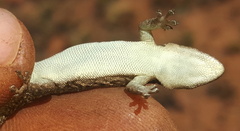 Lygodactylus ocellatus