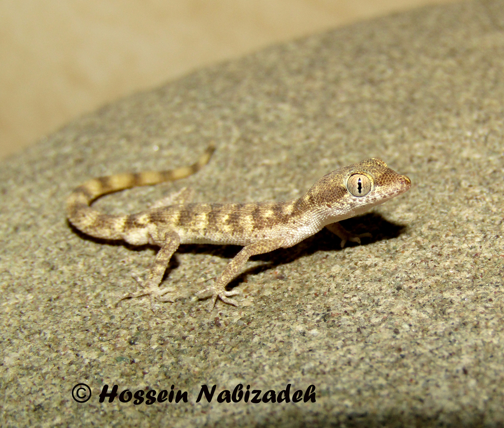 Hormozgan Dwarf Gecko