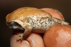 Breviceps mossambicus