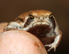 Breviceps mossambicus