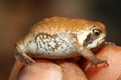Breviceps mossambicus