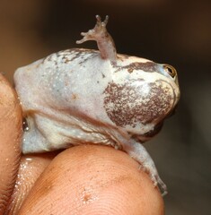 Breviceps mossambicus