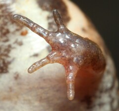 Breviceps mossambicus