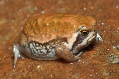 Breviceps mossambicus