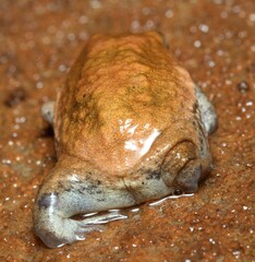 Breviceps mossambicus