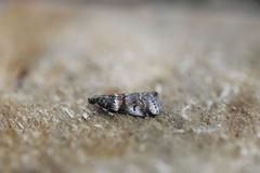 Acrobasis tricolorella