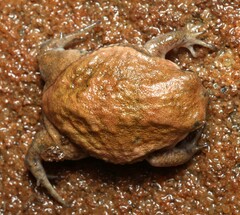 Breviceps mossambicus