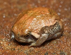 Breviceps mossambicus